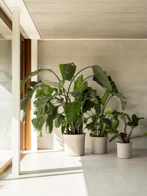 june tulip 58cm balanced beige